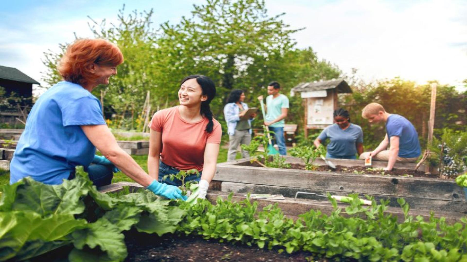 People planting a garden