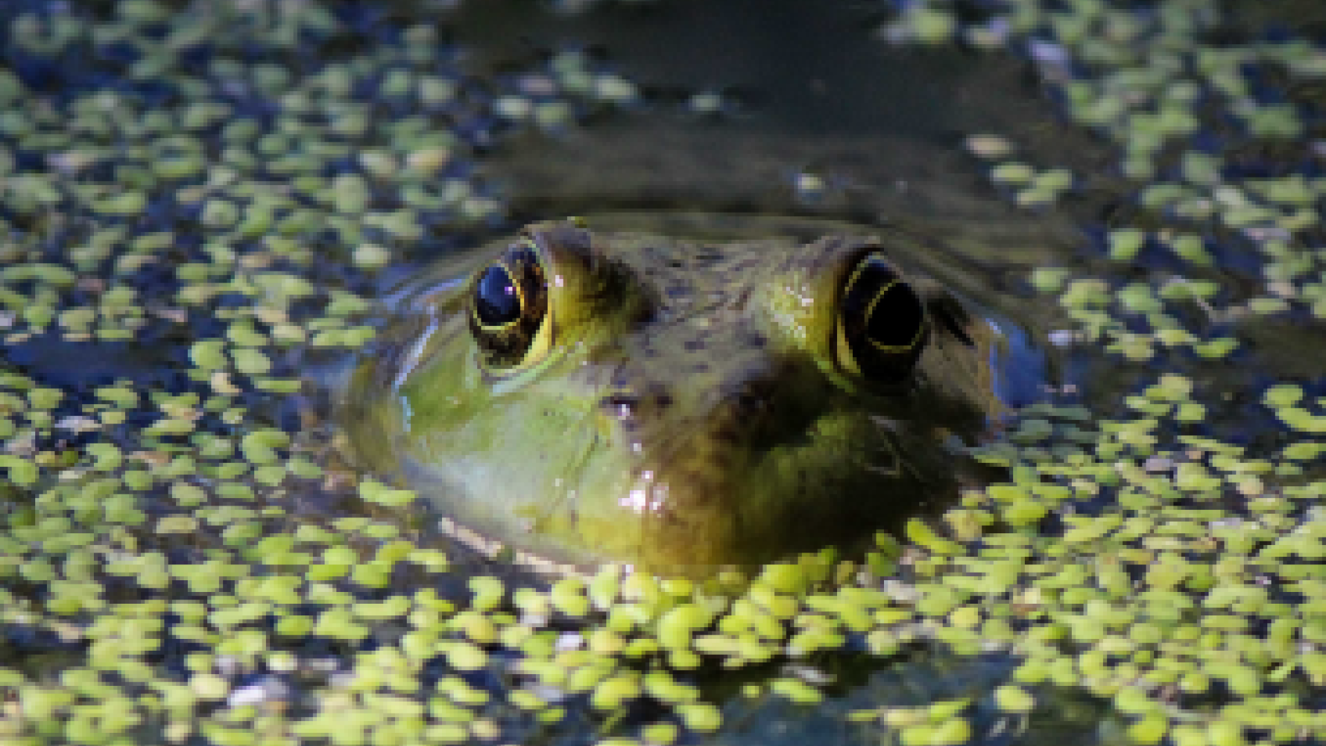 Frog head surrounded by water