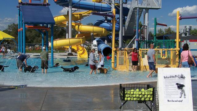 Dogs swimming in City Pool once it has closed for the season.