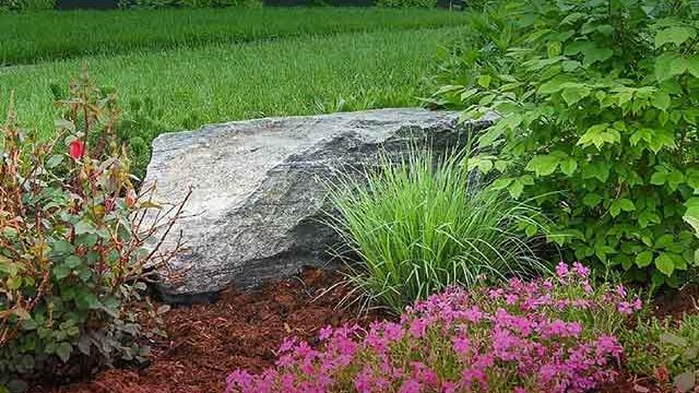 Water-wise garden with a grey rock, flowers and plants.
