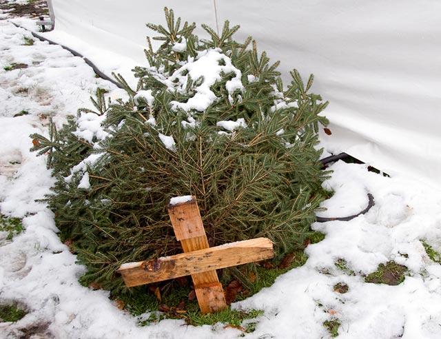 Old Christmas tree laying on the ground in the snow.
